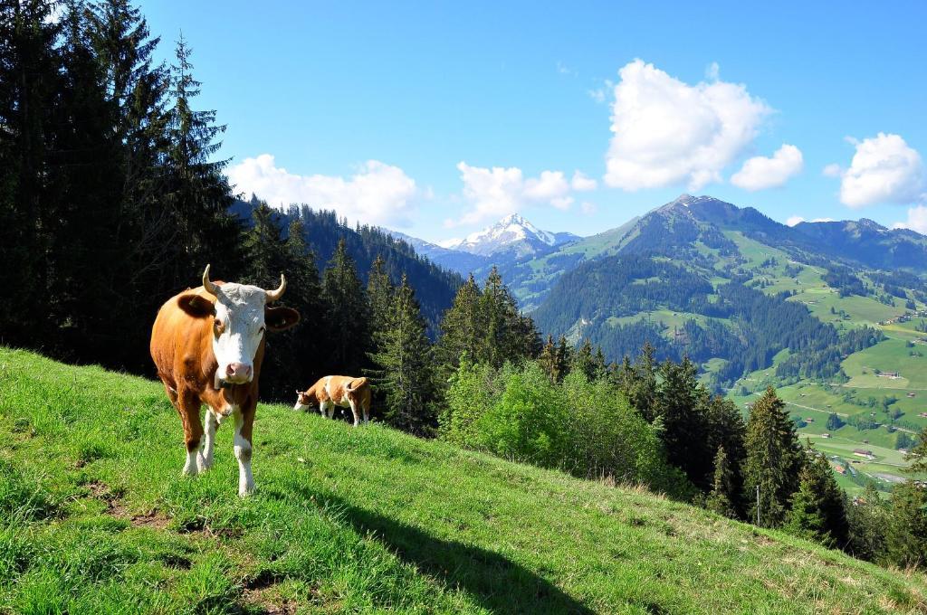 Sonnegg Hotel Zweisimmen Eksteriør bilde